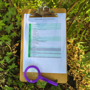 Programmation Classe Dehors Cycle 3